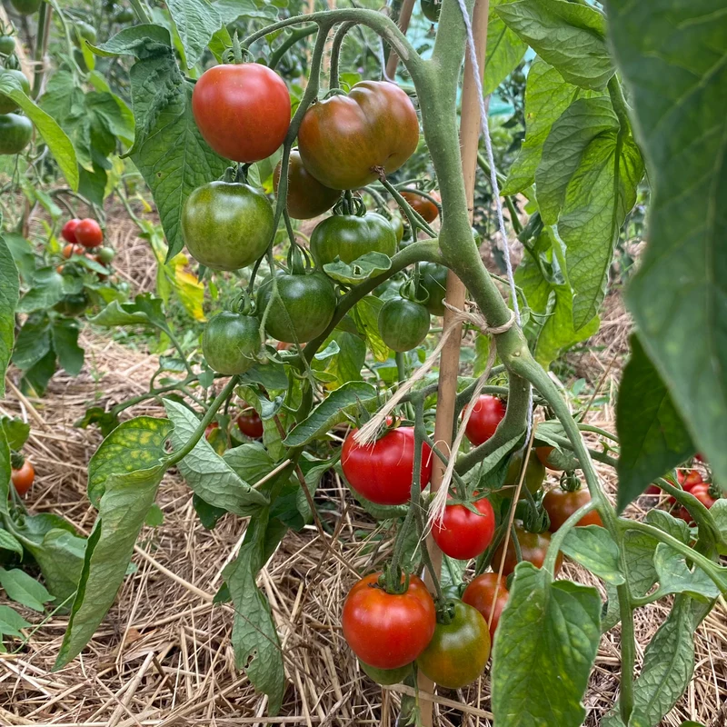 Salattomate "Stupice"