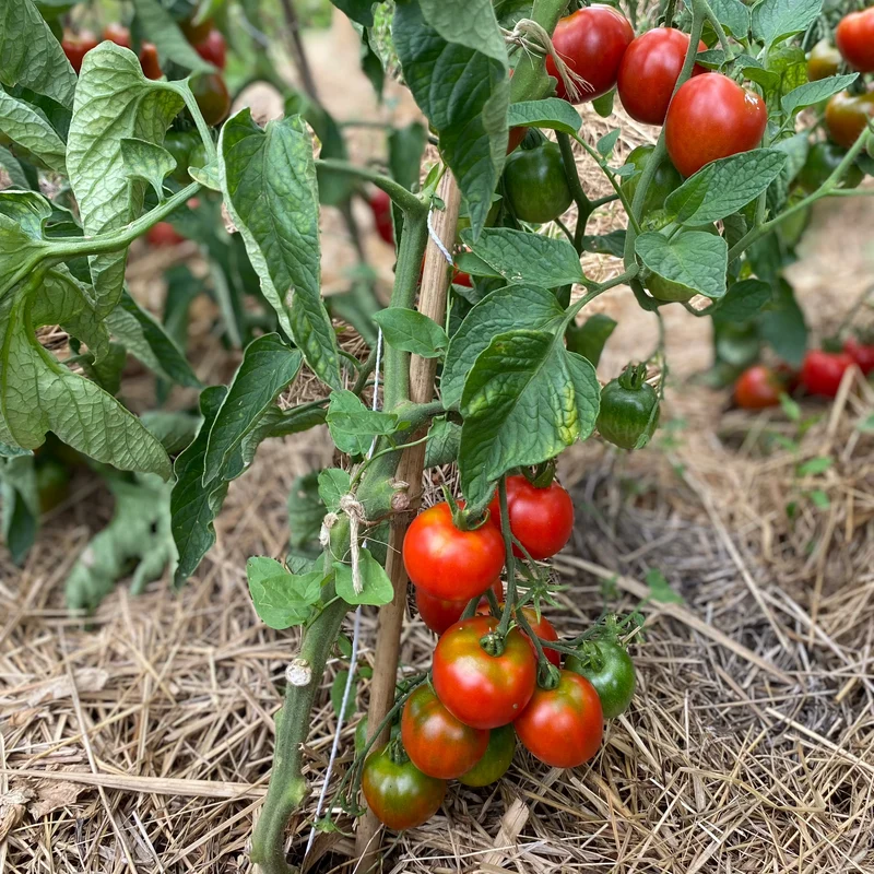 Salattomate "Stupice"
