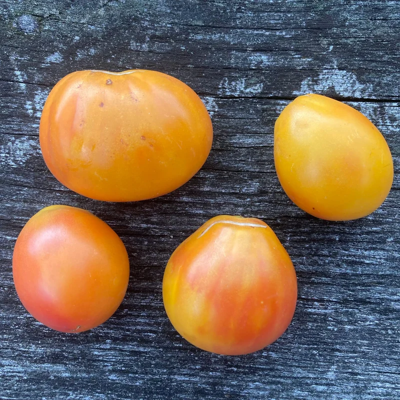 Salattomate "Piedmont Pear"