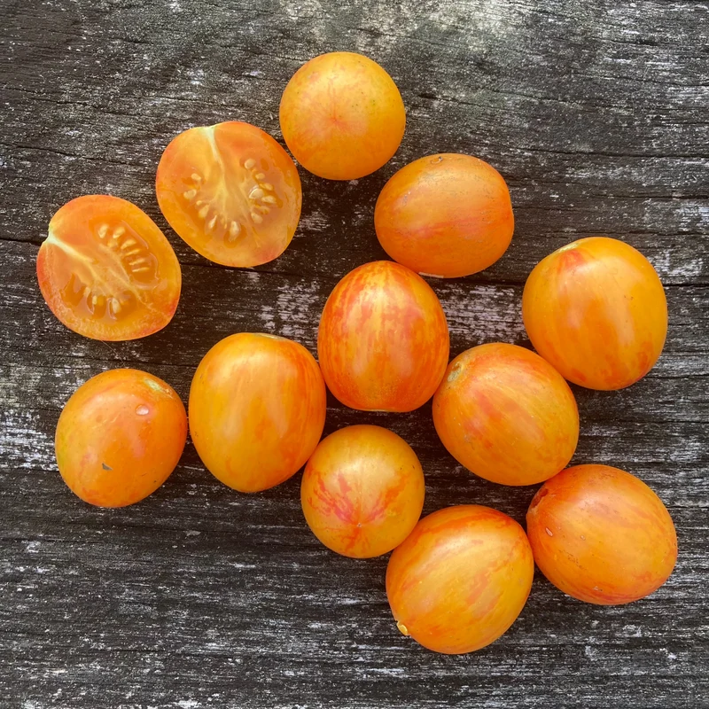 Cocktailtomate "Sunrise Bumblebee"