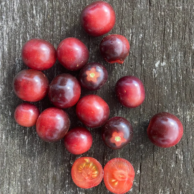 Cherrytomate "Glossy Rose Blue"