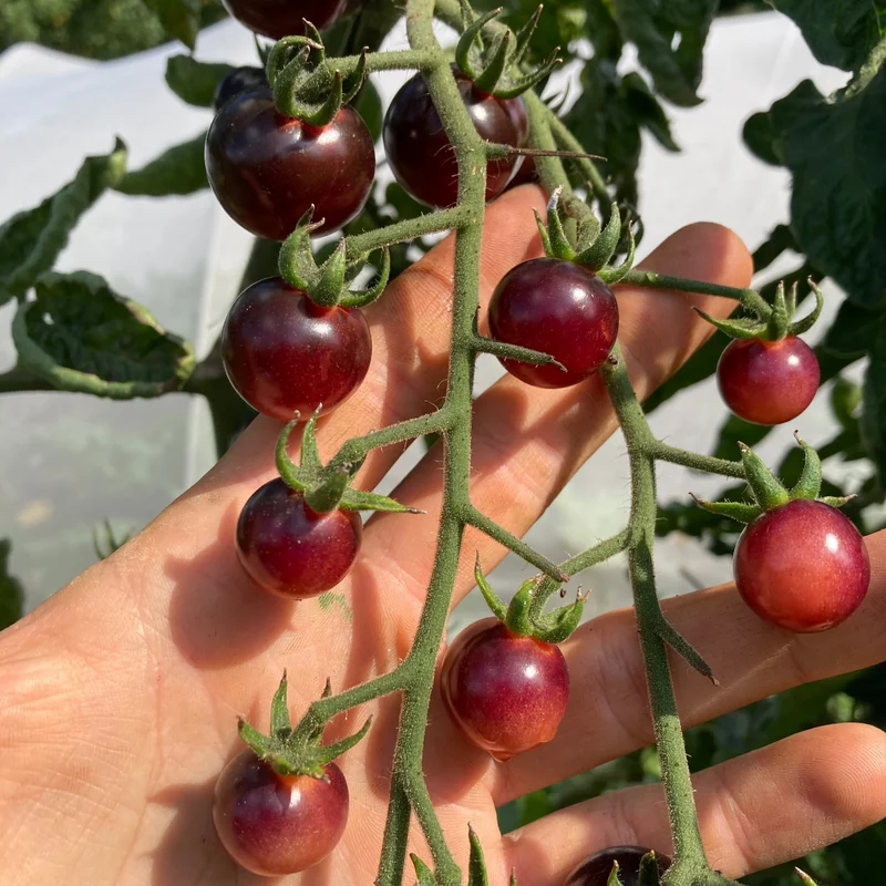 Cherrytomate "Glossy Rose Blue"