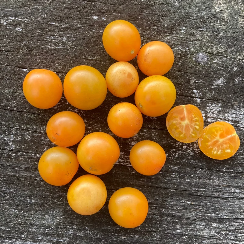 Cherrytomate "Aprikosenkirsche"