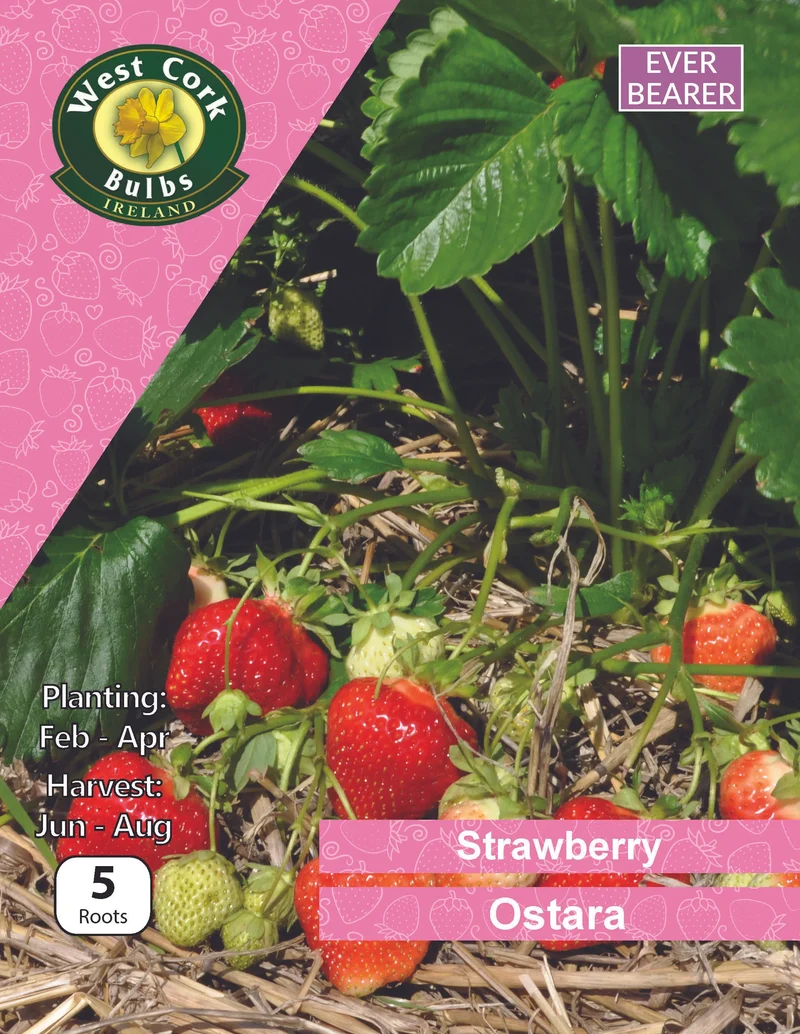 Strawberry Roots: Ostara