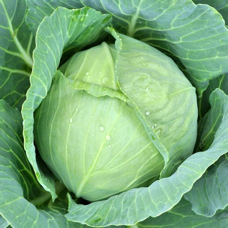 Weißkohl Dithmarscher Früher Samen