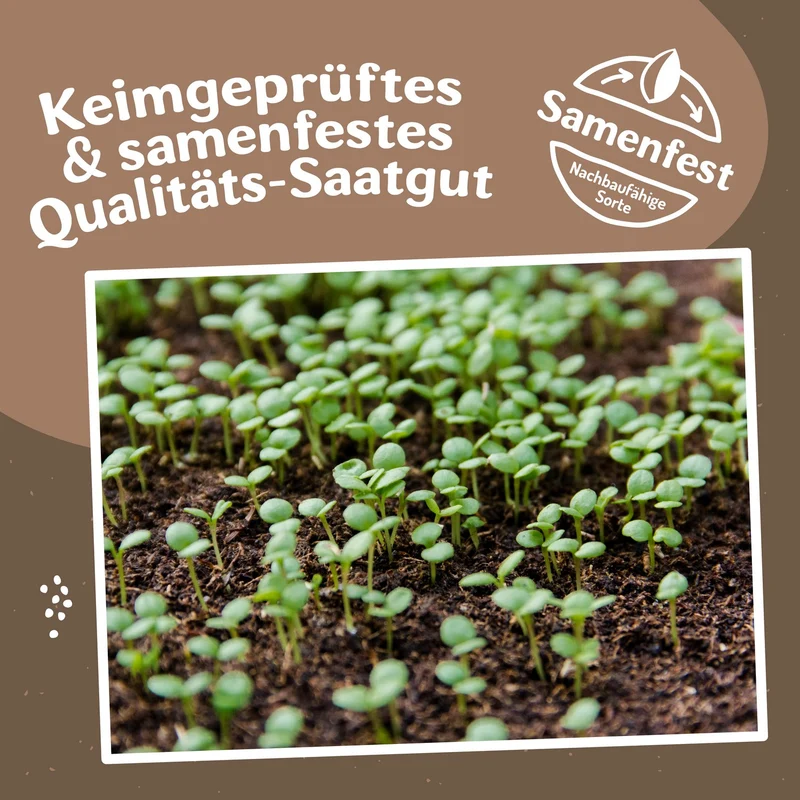 Grünkohl Scarlet Samen