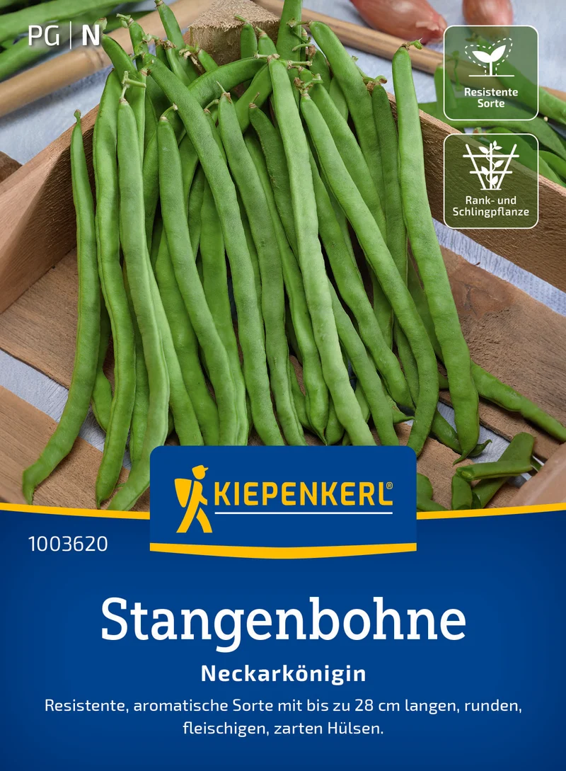 Stangenbohne Neckarkönigin Saatgut