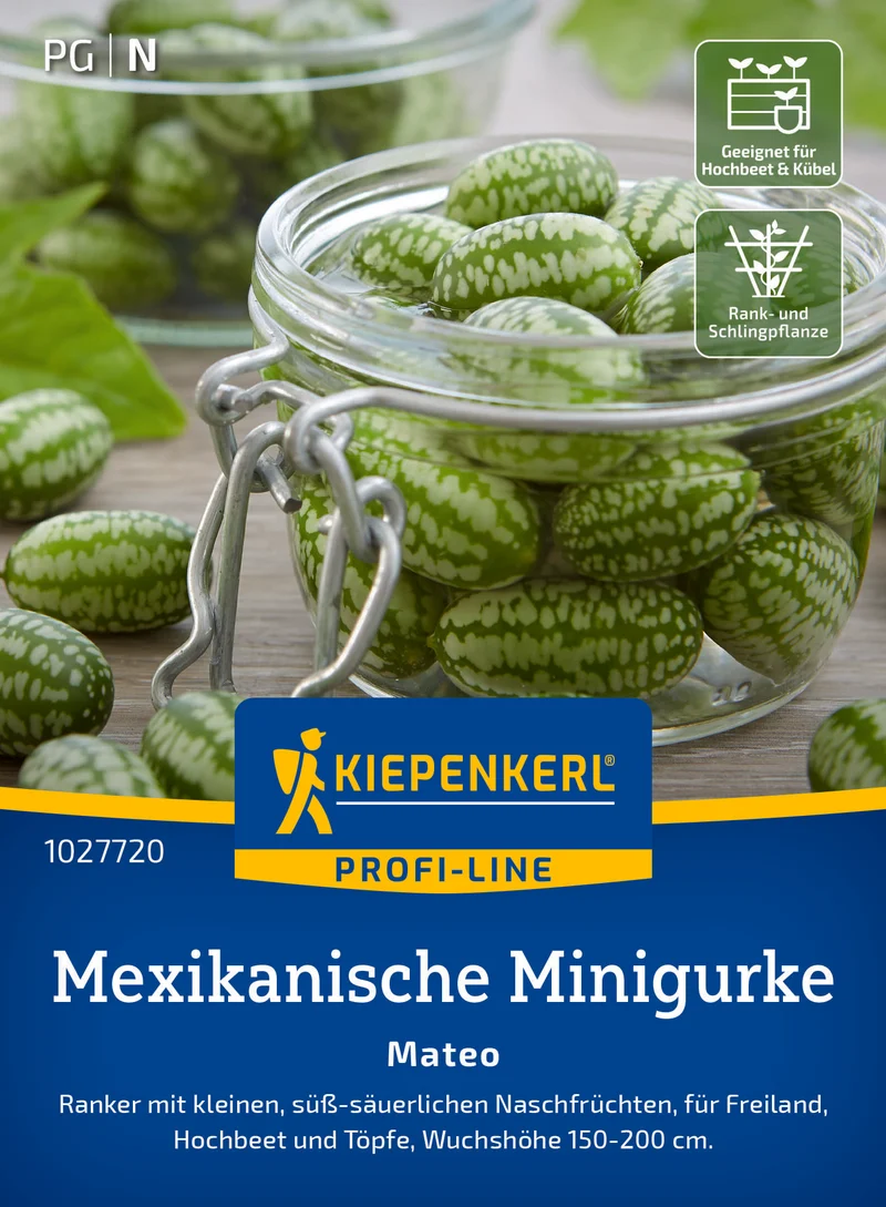 Mexikanische Minigurke Mateo Saatgut