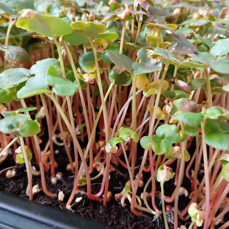 Organic Microgreen Seed: Buckwheat