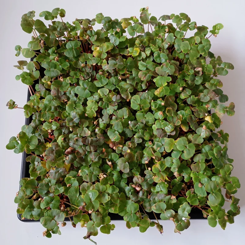 Organic Microgreen Seed: Buckwheat