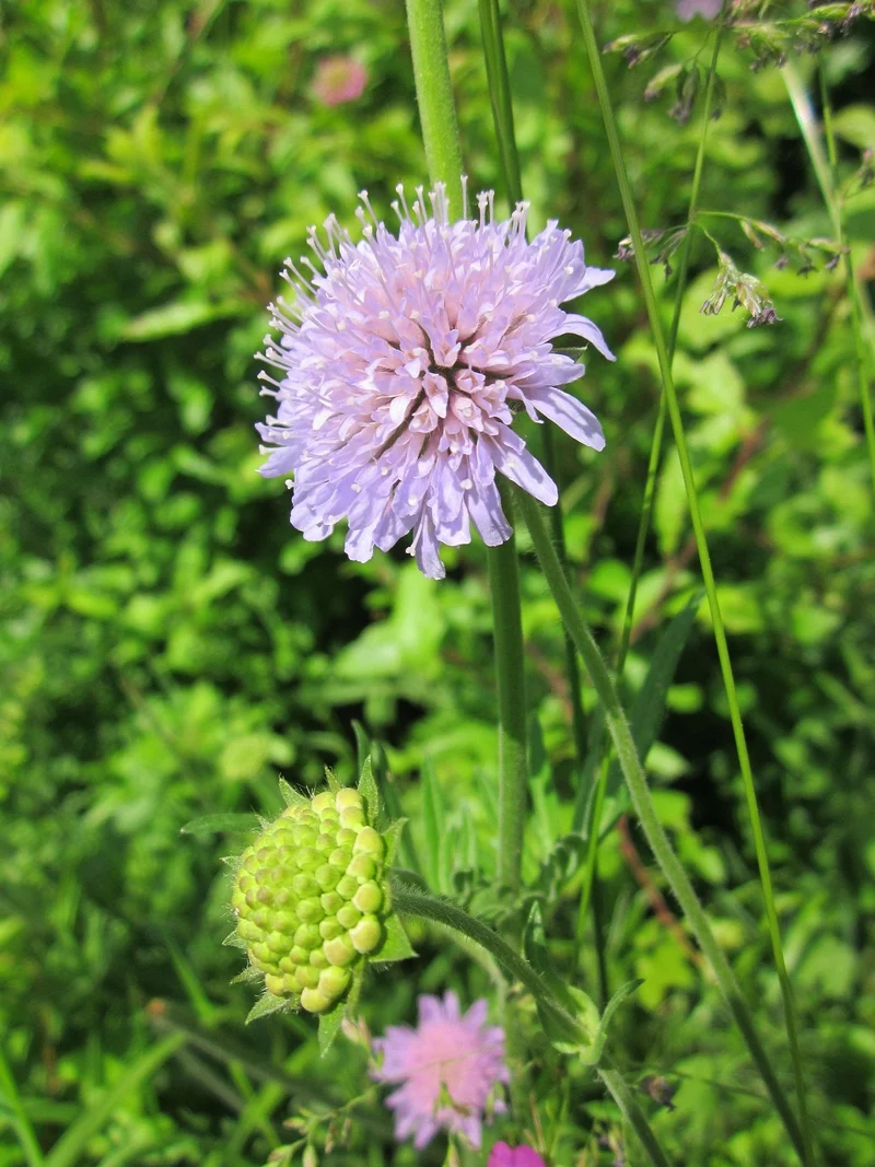 Tauben-Skabiose (Scabiosa columbaria)