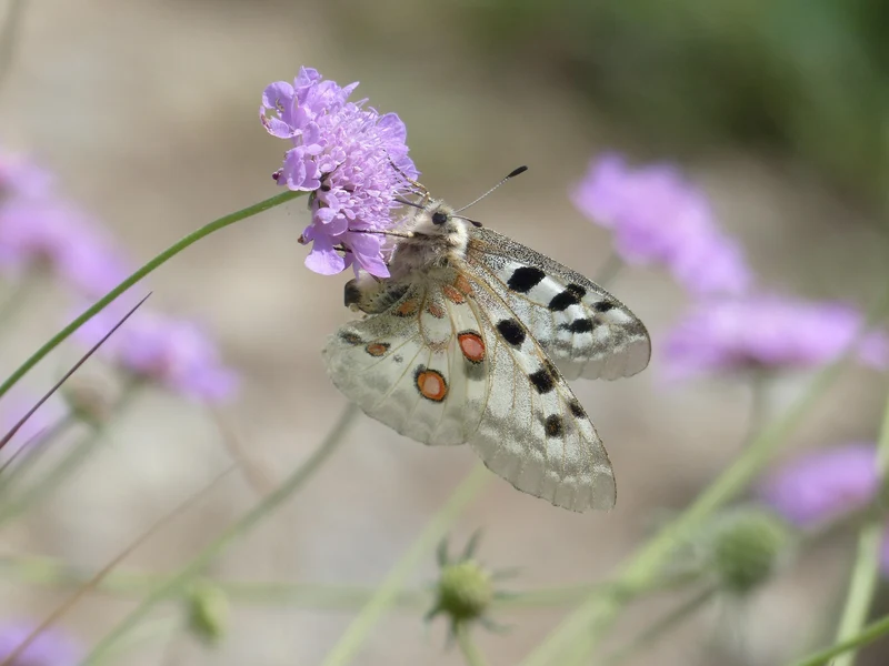 Tauben-Skabiose (Scabiosa columbaria)