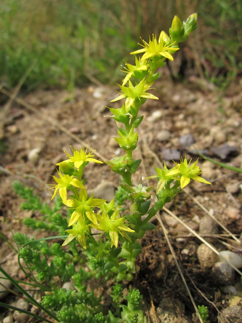 Scharfer Mauerpfeffer (Sedum acre)