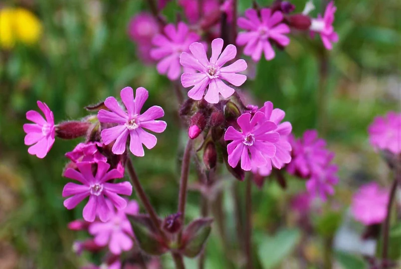 Rote Lichtnelke (Silene dioica)