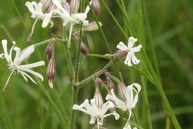 Nickendes Leimkraut (Silene nutans)