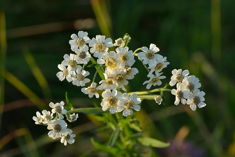 Sumpf-Schafgarbe (Achillea ptarmica)