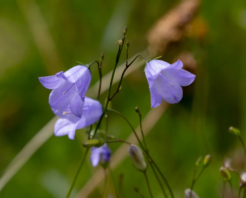 Pfirsichblättrige Glockenblume (Campanula persicifolia)