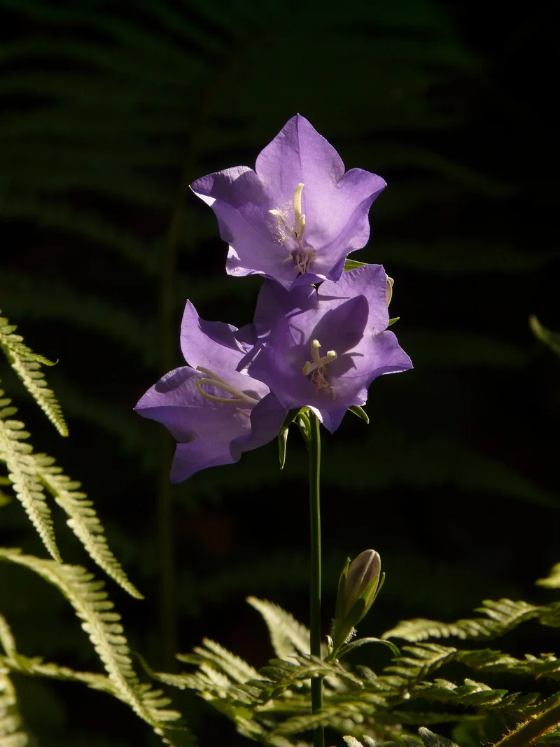 Pfirsichblättrige Glockenblume (Campanula persicifolia)