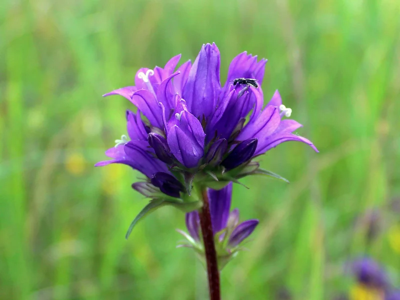 Knäul-Glockenblume (Campanula glomerata)