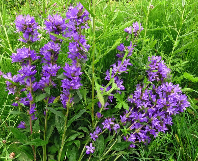 Knäul-Glockenblume (Campanula glomerata)