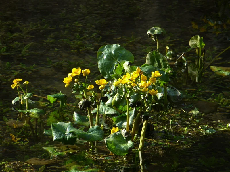 Sumpf-Dotterblume (Caltha palustris)