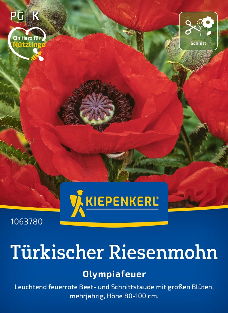 Türkischer Riesemohn Olympiafeuer Saatgut