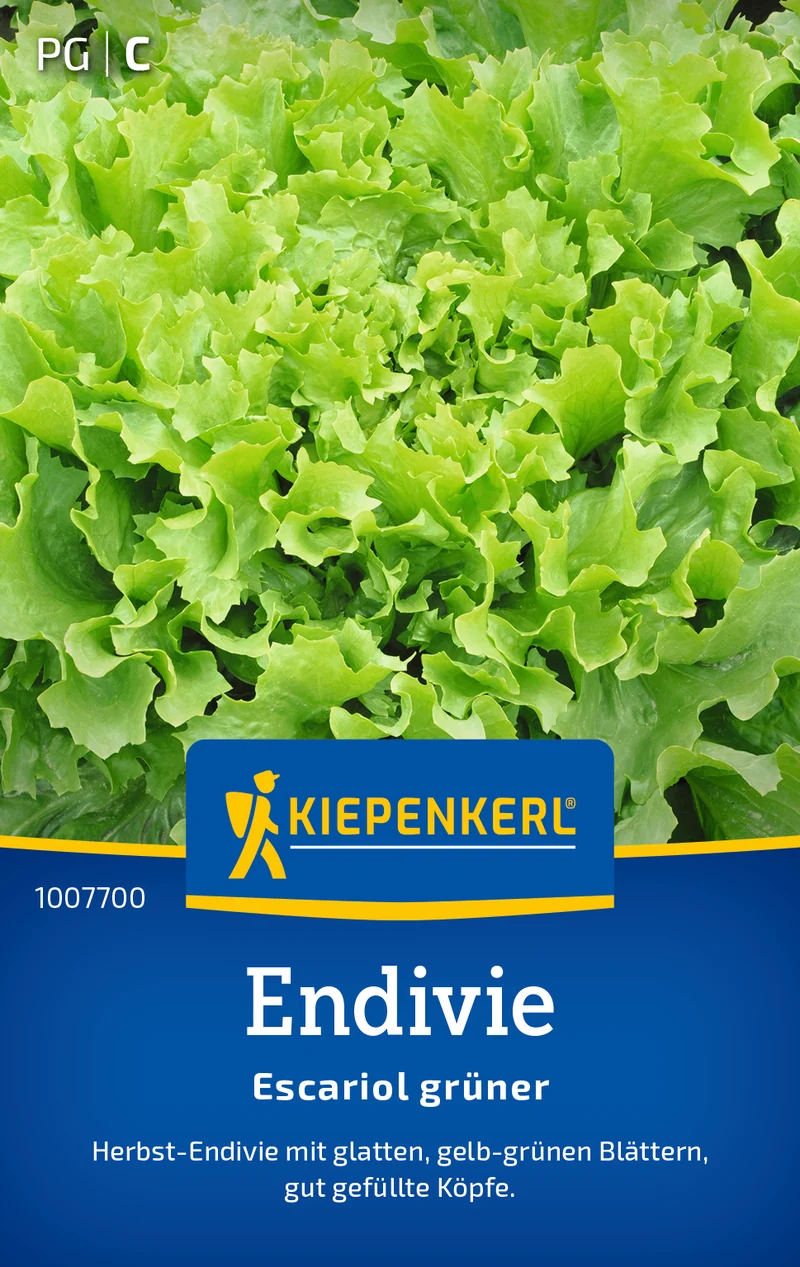 Endivie Escariol grüner Saatgut