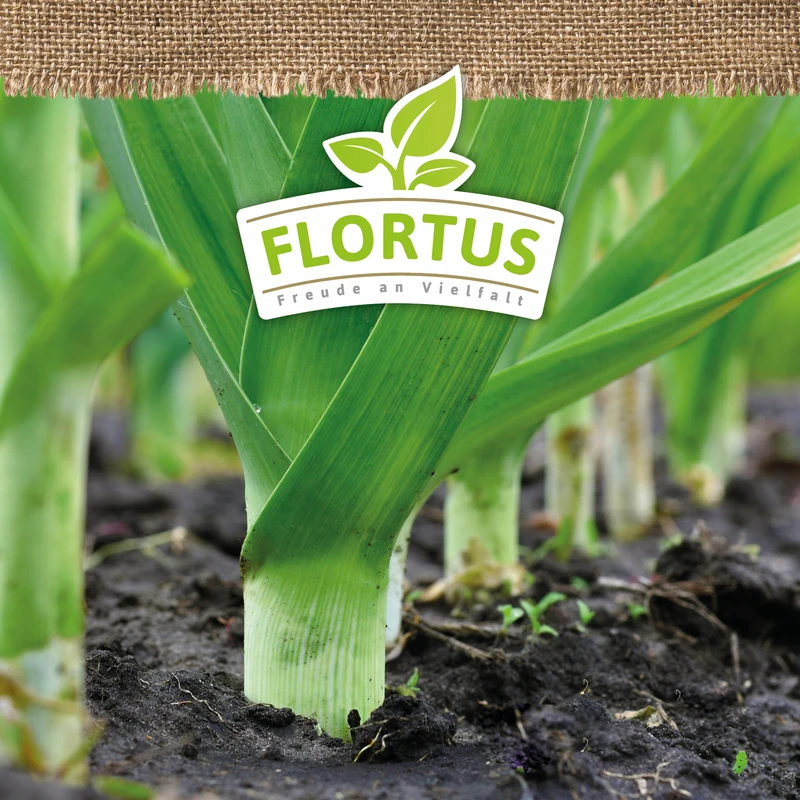 Lauch-Porree Carentan 2 | BIO Lauchsamen von FLORTUS