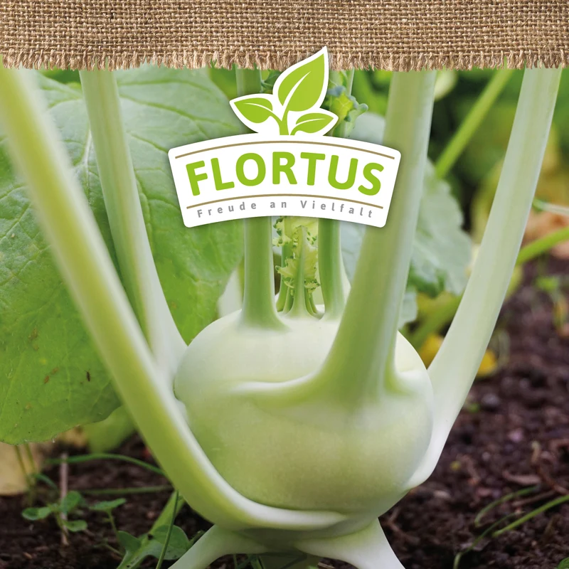 Kohlrabi Superschmelz | BIO Kohlsamen von FLORTUS