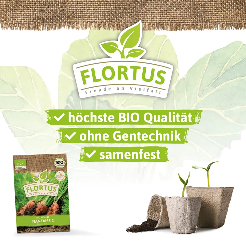 Möhre Nantaise 2 | BIO Möhrensamen von FLORTUS