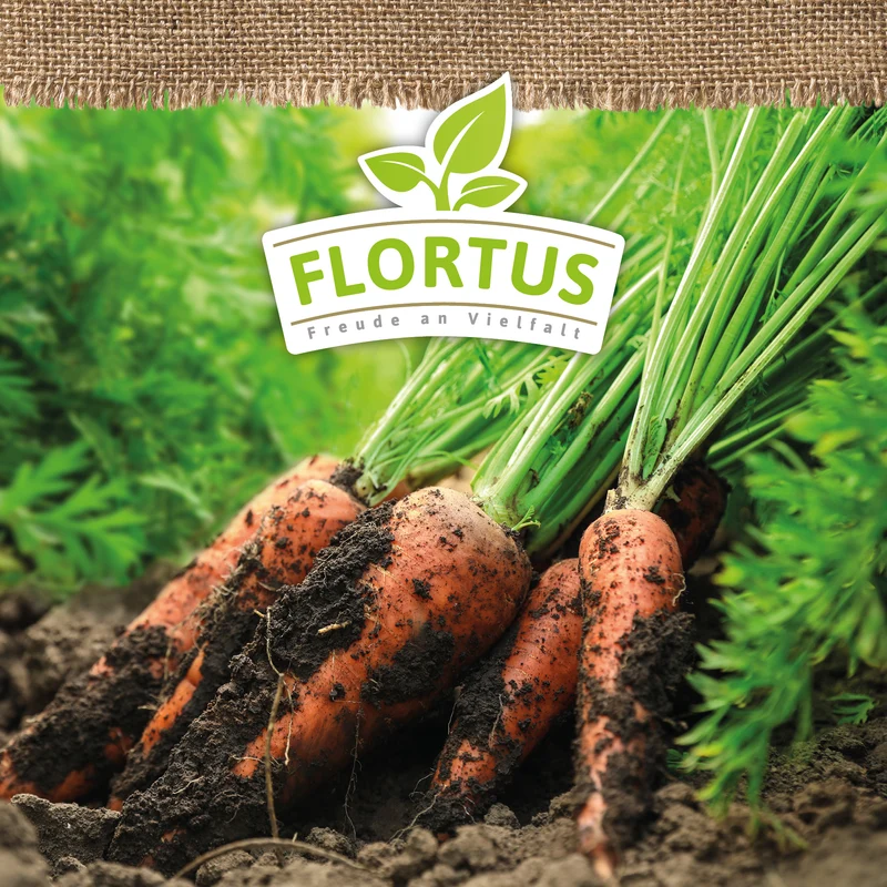 Möhre Nantaise 2 | BIO Möhrensamen von FLORTUS