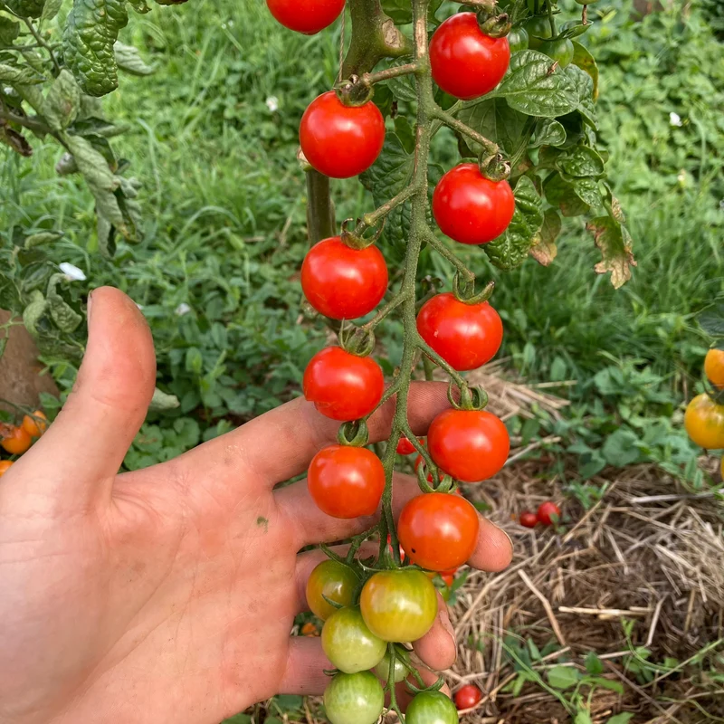 Cherrytomate "Lady Aireen Sweetie Pie"