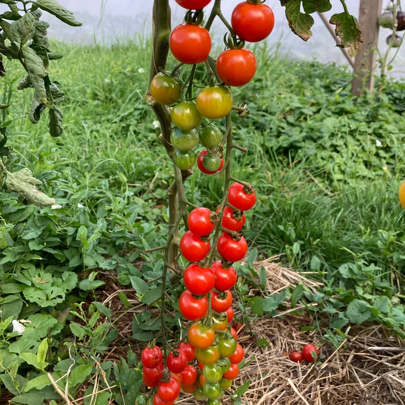Cherrytomate "Lady Aireen Sweetie Pie"