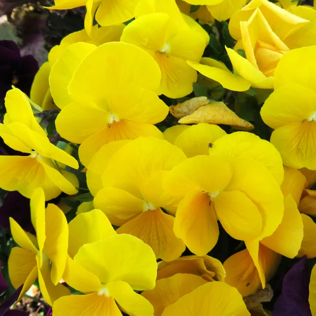 Pansy: Yellow Organic Seed
