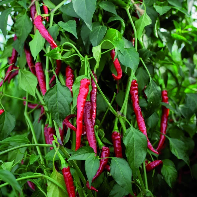 Chilli Pepper: Cayenne Long Slim Organic Seed