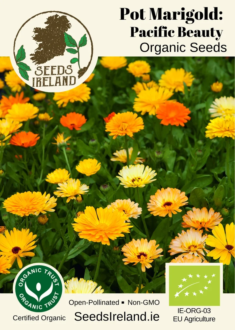 Pot Marigold: Pacific Beauty Organic Seed