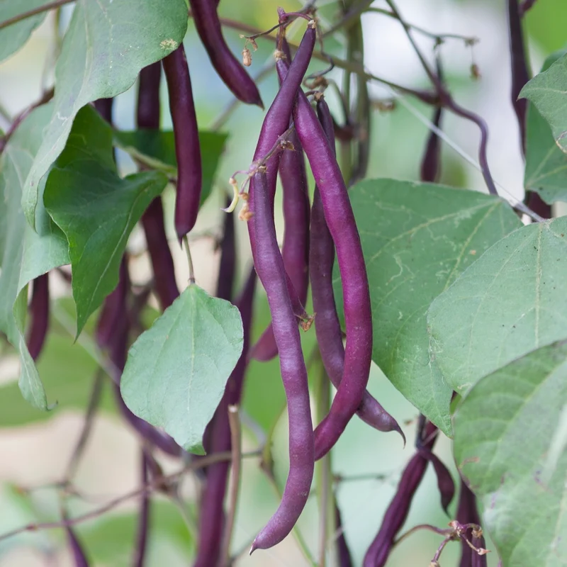 Stangenbohne Blauhilde Samen