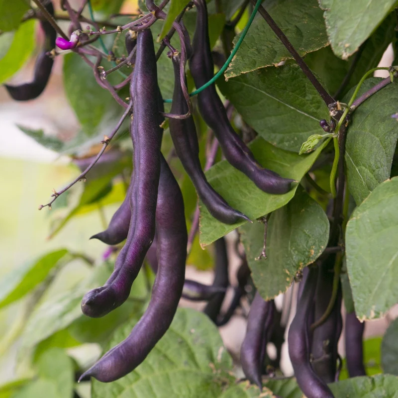 Buschbohne Purple Queen Samen MHD 06/27