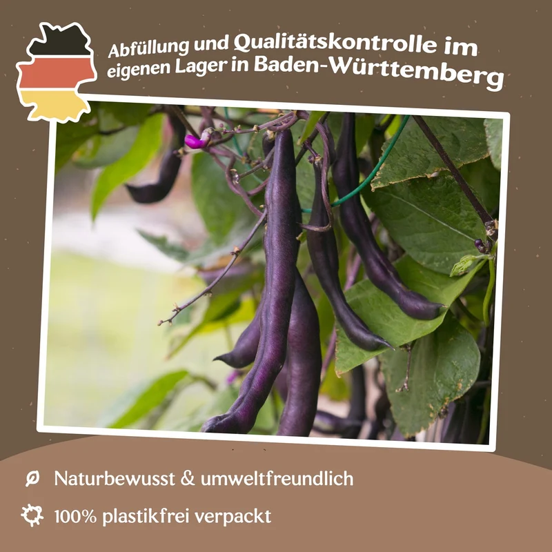 Buschbohne Purple Queen Samen MHD 06/27
