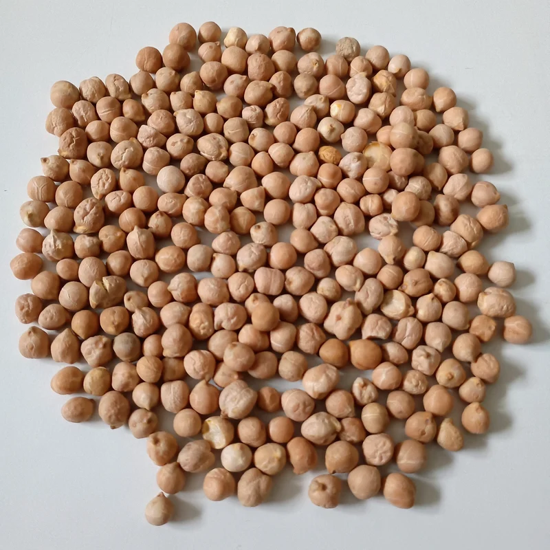 Organic Sprouting Seed: Chickpea