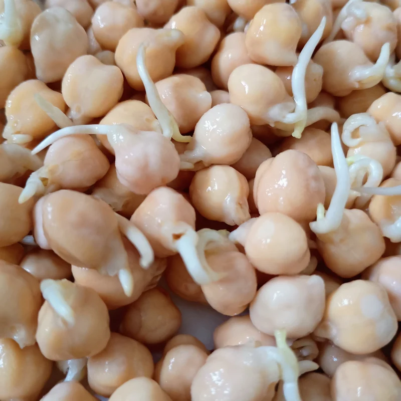 Organic Sprouting Seed: Chickpea