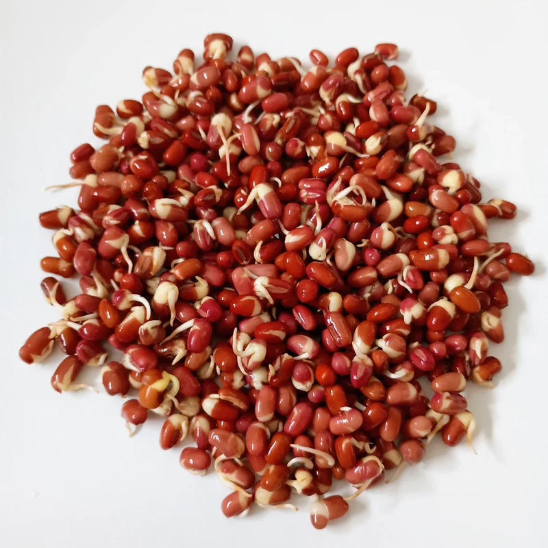 Organic Sprouting Seed: Adzuki Bean