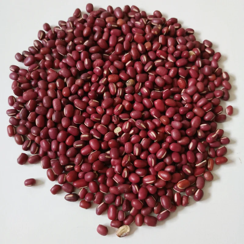 Organic Sprouting Seed: Adzuki Bean
