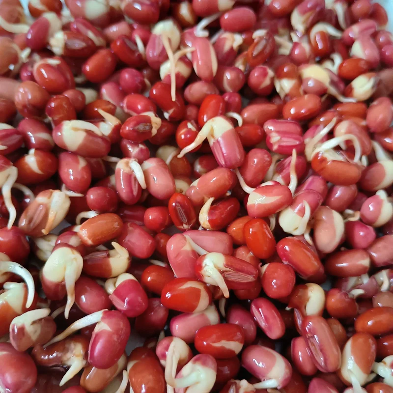Organic Sprouting Seed: Adzuki Bean