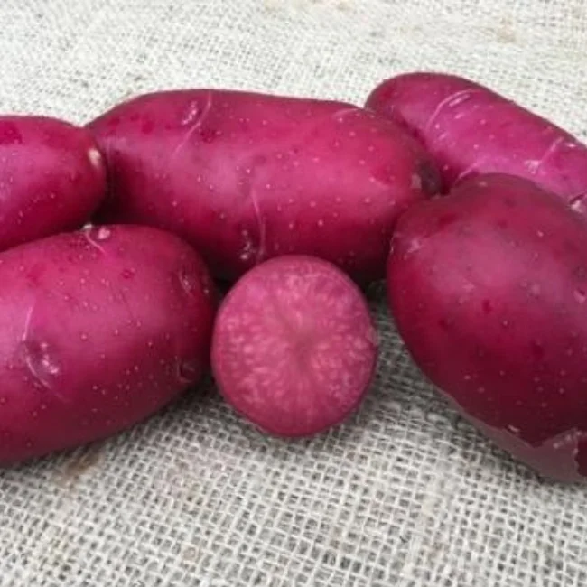 Seed Potatoes: Lily Rose