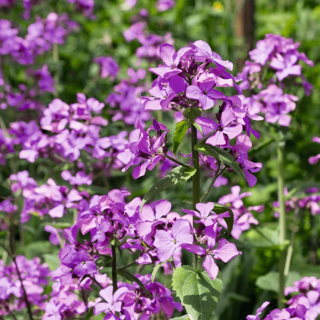 Honesty: Lunaria annua Conventional Seed