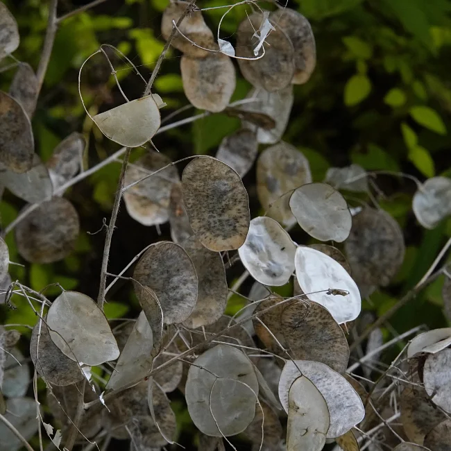 Honesty: Lunaria annua Conventional Seed