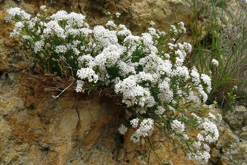 Hügel-Meier (Asperula cynanchica)