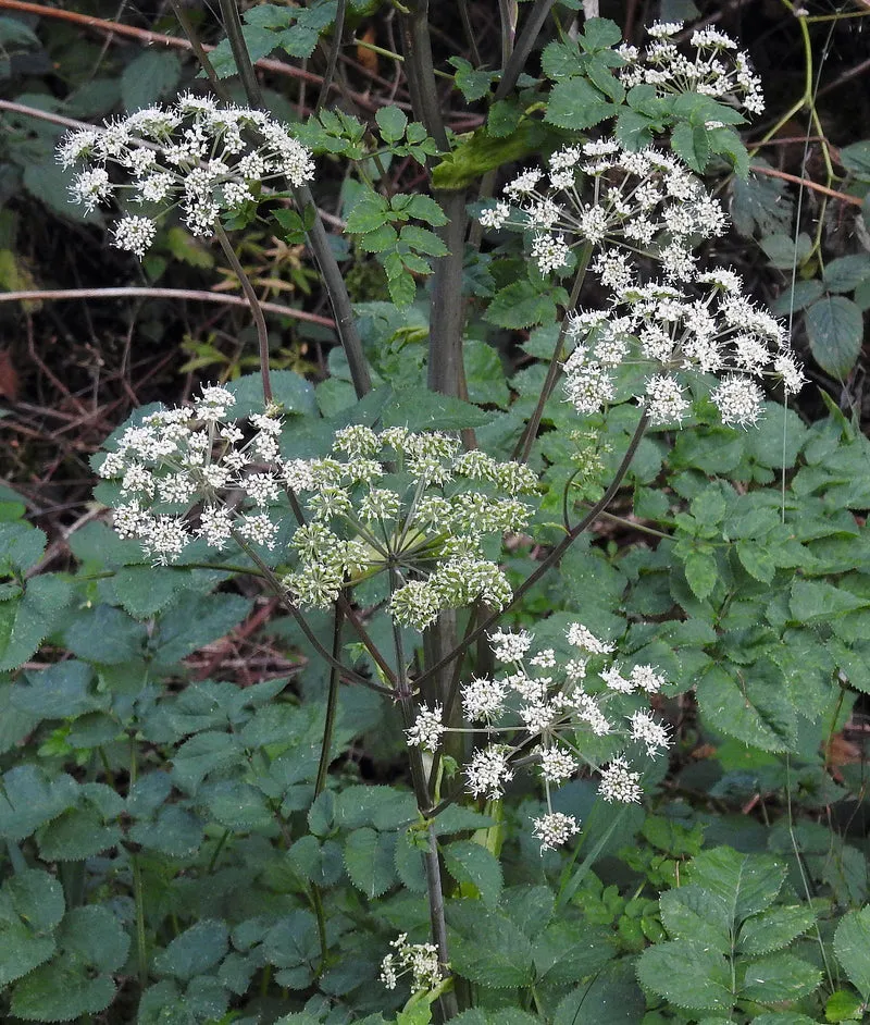 Wilde Engelwurz (Angelica sylvestris)