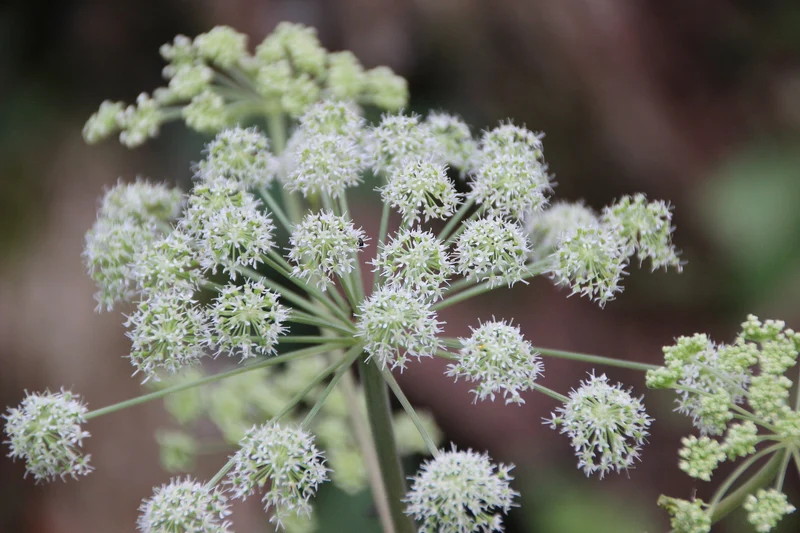 Wilde Engelwurz (Angelica sylvestris)